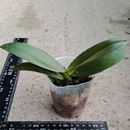 Phalaenopsis Golden Peoker 'ES' 2.5"