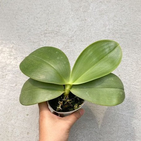 Phalaenopsis LD Giga King '801' 2.5"