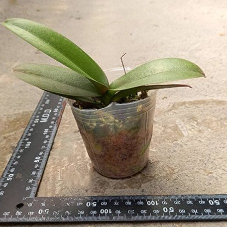 Phalaenopsis Younghome Kingxiang 2.5"