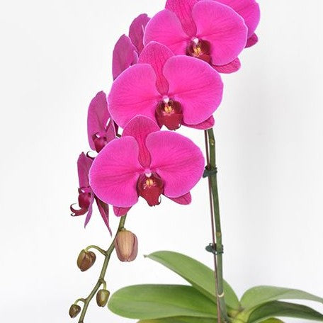 Phalaenopsis Lianher Red Tuna 2.5"