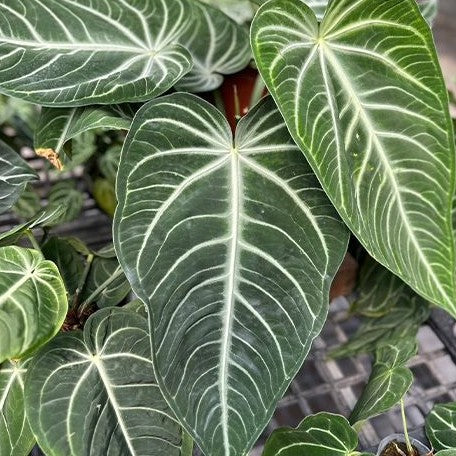 Anthurium villenaorum 2.5" *On Hand*