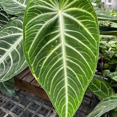 Anthurium villenaorum 2.5" *On Hand*