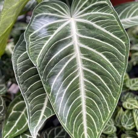 Anthurium villenaorum 2.5" *On Hand*