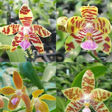 Phalaenopsis Lovely Marie × sib 2.5"