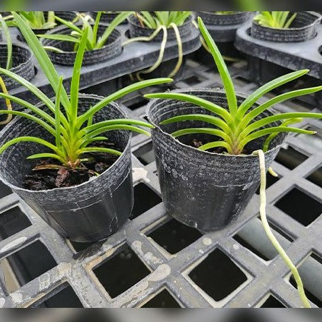 Neofinetia falcata × sib 1.7"