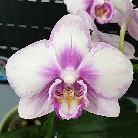 Phalaenopsis Miki Sakura 'Splash' 2.5"