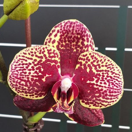 Phalaenopsis I Hsin Litch 2.5"