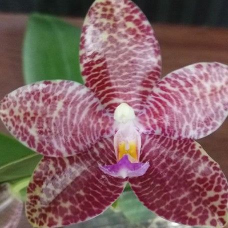 Phalaenopsis Mok Choi Yew '693' 2.5"