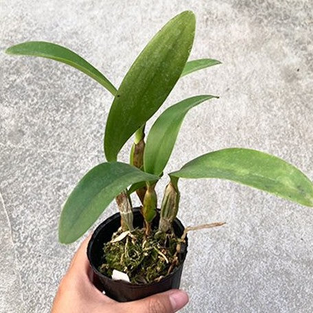 Cattleya skinneri 'Heiti Jacobs' 2.5"