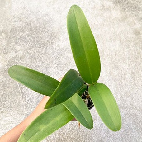 Cattleya skinneri 'Heiti Jacobs' (2227P:G)