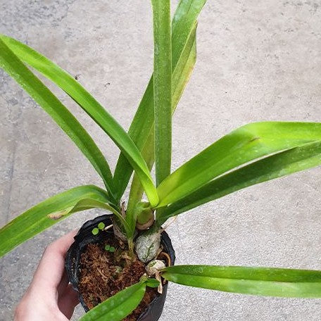 Encyclia cordigera × sib 2.5"