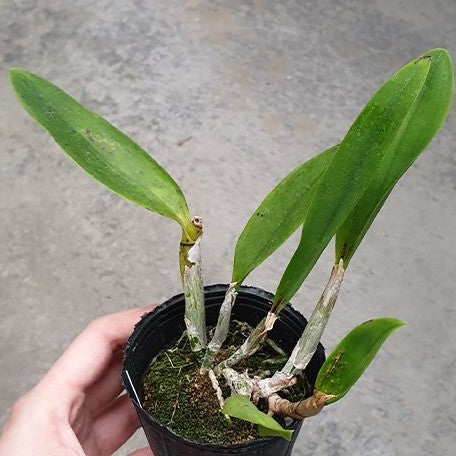 Laeliocattleya Cariad's Mini Quinee 'Angel Kiss' 2.5"