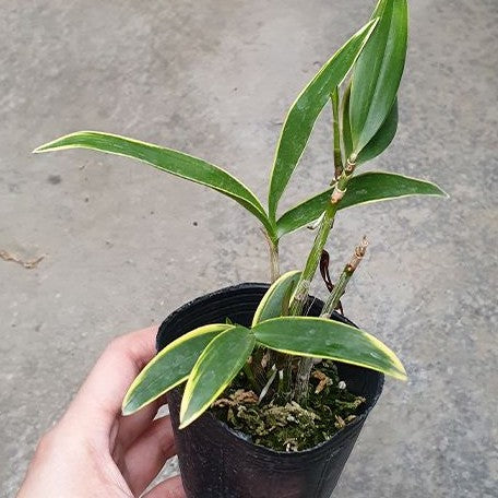 Dendrobium kingianum (variegata) variegated 2.5"