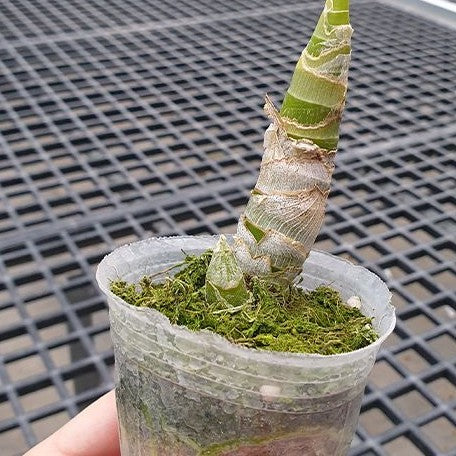 Cycnoches Wine Delight (variation of leaf) 2.5" Fragrant