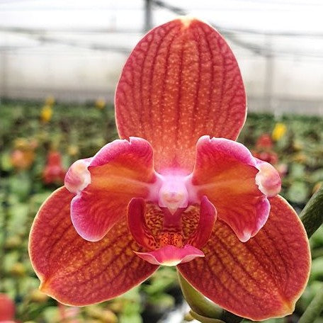 Phalaenopsis Miki Cute Melody '495' 2.5"