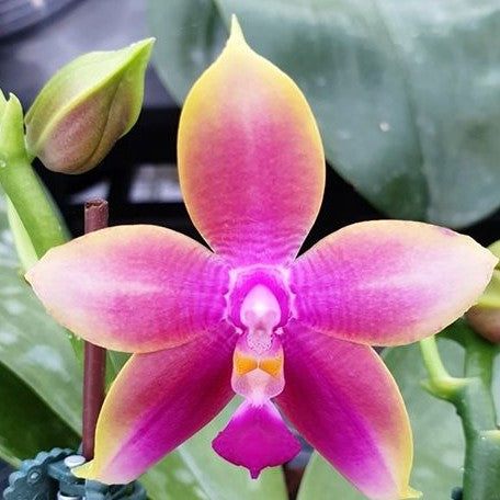 Phalaenopsis Meidarland Kaiulani '713' 2.5"