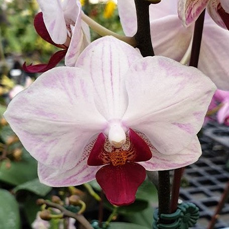 Phalaenopsis Little Gem Stripe 'Splash' 2.5"