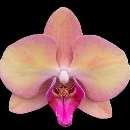 Phalaenopsis OX Little Beauty 2.5"