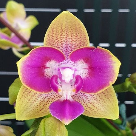 Phalaenopsis Miki Golden Sand 'Mouse' (peloric) 2.5"