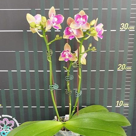 Phalaenopsis Miki Golden Sand 'Mouse' (peloric) 2.5"