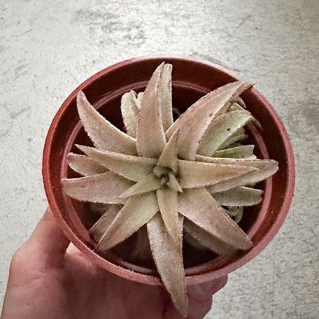 Tillandsia ionantha var. van hyningii 'Jumbo' bareroot