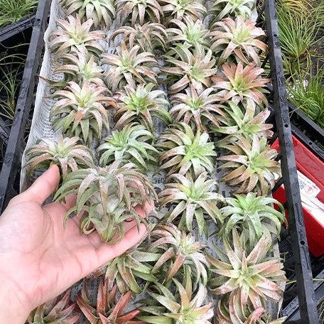 Tillandsia ionantha var. van hyningii 'Jumbo' bareroot