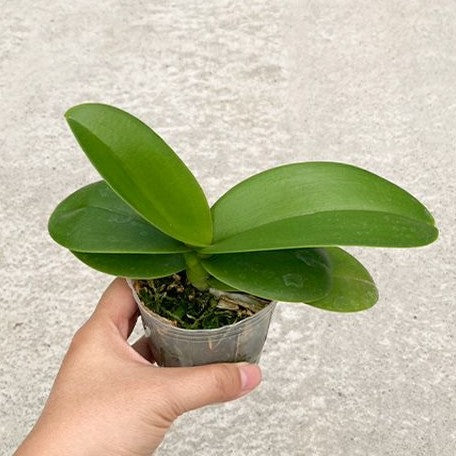 Phalaenopsis Miki Sakura '1327' 2.5"