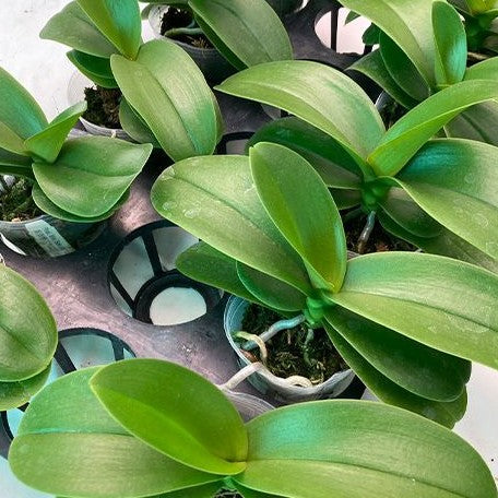 Phalaenopsis Miki Sakura '1327' 2.5"