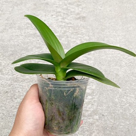 Phalaenopsis Miki Sakura '1327' 2.5"