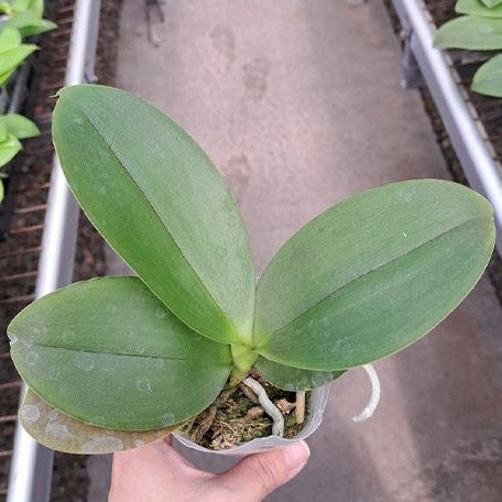 Phalaenopsis Sogo Meili (peloric 2 eyes) 2.5"