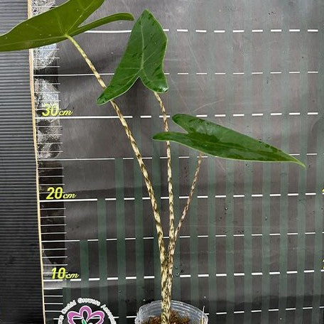 Alocasia zebrina 2.5"