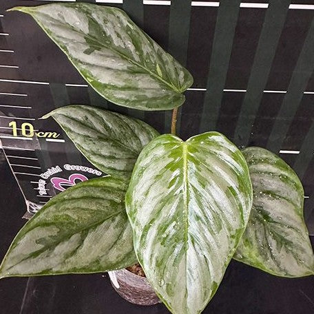 Philodendron sodiroi 2.5"