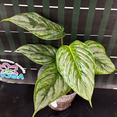 Philodendron sodiroi 2.5"