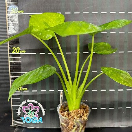 Alocasia Cucullata Banana Split variegated 2.5"