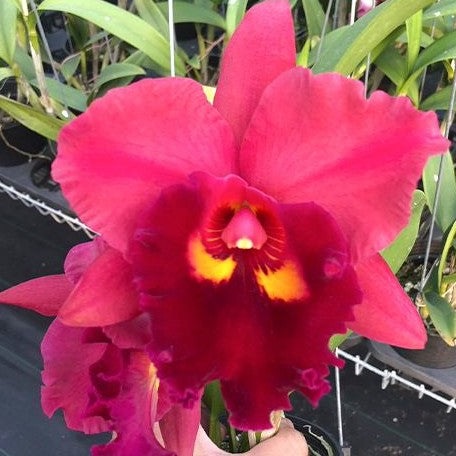 Rhyncholaeliocattleya Chief Emperor 'Red tomatoes' 4.0"