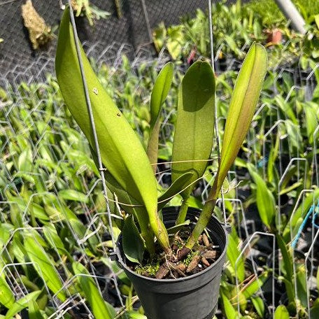 Rhyncholaeliocattleya Chief Emperor 'Red tomatoes' 4.0"