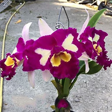 Rhyncholaeliocattleya Chinese Beauty 'Orchid Queen' AM/AOS 4.0"