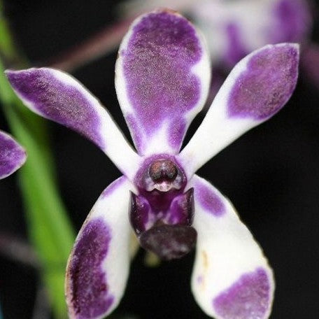 Vandachostylis Pinky 'Violet Queen' 2.5"