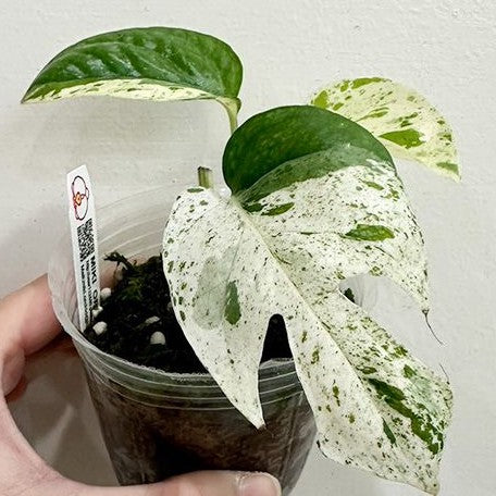 Epipremnum 'Marble Queen' variegated 2.5"