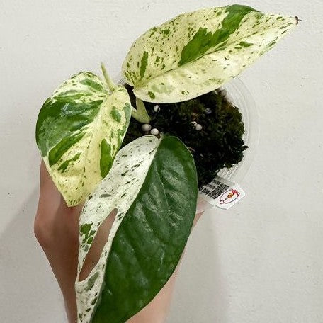 Epipremnum 'Marble Queen' variegated 2.5"