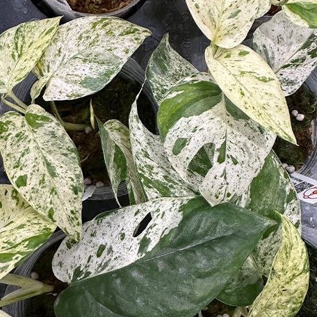 Epipremnum 'Marble Queen' variegated 2.5"