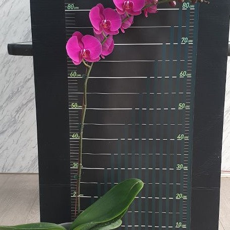 Phalaenopsis Big Chili 2.5"