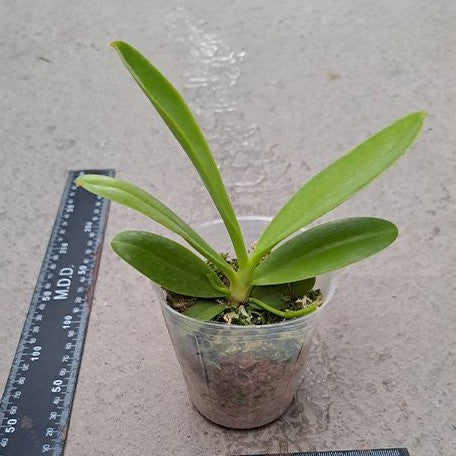 Phalaenopsis lamelligera × sib 2.5" Fragrant