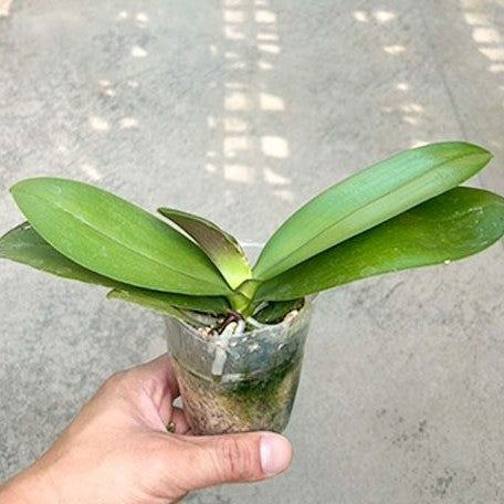 Phalaenopsis Allura Voodoo 2.5"