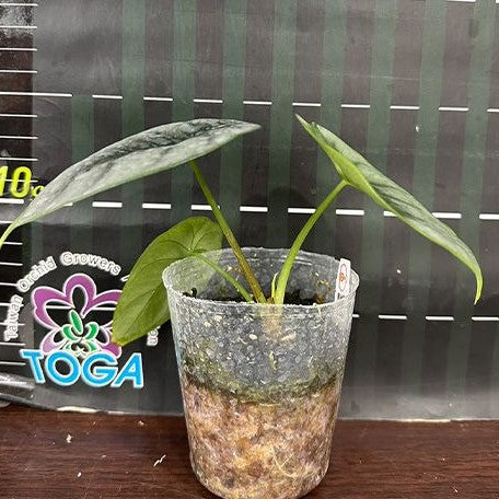 Alocasia reversa 2.5"