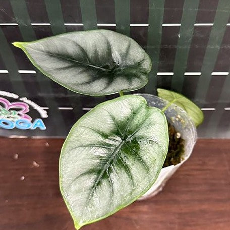 Alocasia reversa 2.5"