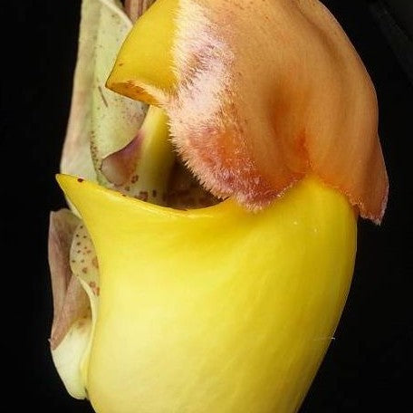 Coryanthes bruchmuelleri × sib 2.5"