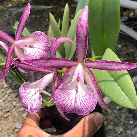 Brassocattleya Tsiku Archangel 'Yuan Dung' 2.5"