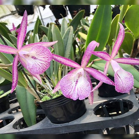 Brassocattleya Tsiku Archangel 'Yuan Dung' 2.5"