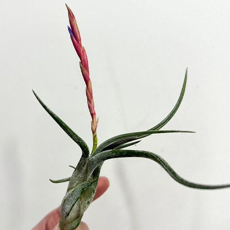 Tillandsia caput medusae bareroot